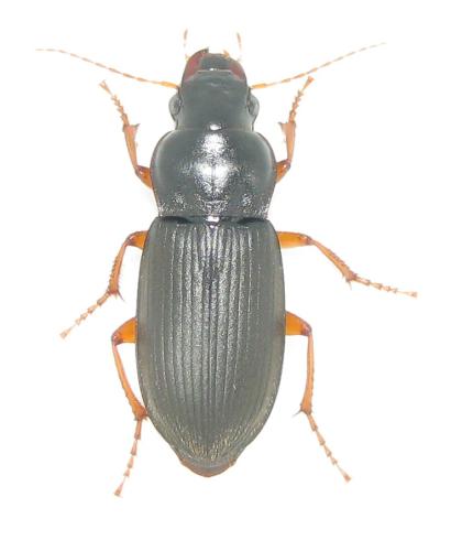 Réf. 328 945 : Pseudoophonus rufipes